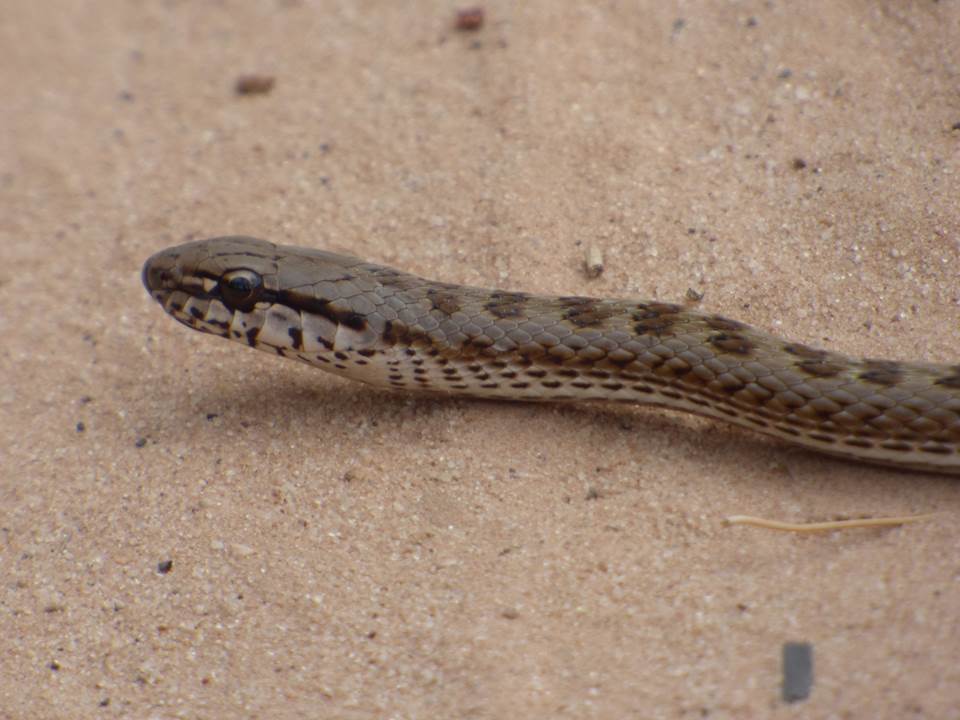 CHACO RACER Philodryas psammophidea FAUNA PARAGUAY